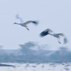 B6ED6747-92DB-4BA1-811F-44C335155F1C/L0/001