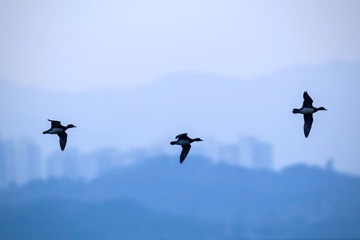 E48DFFF9-3128-4B93-92C9-FFDBCB986B54/L0/001