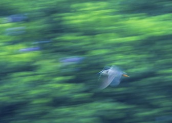 3CCB2408-986B-4DC8-A925-E172D225487F/L0/001