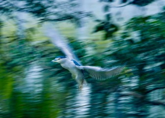 B00109FF-0BA1-4B37-9DF2-DD7E0761AD7A/L0/001