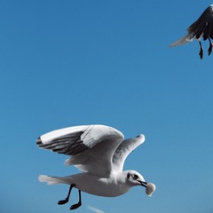 A223D0C5-304A-462D-ABF0-CEEBB007B1B9/L0/001