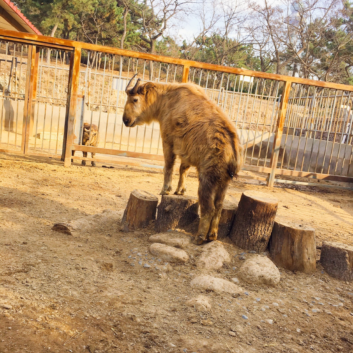 青岛中山公园动物园