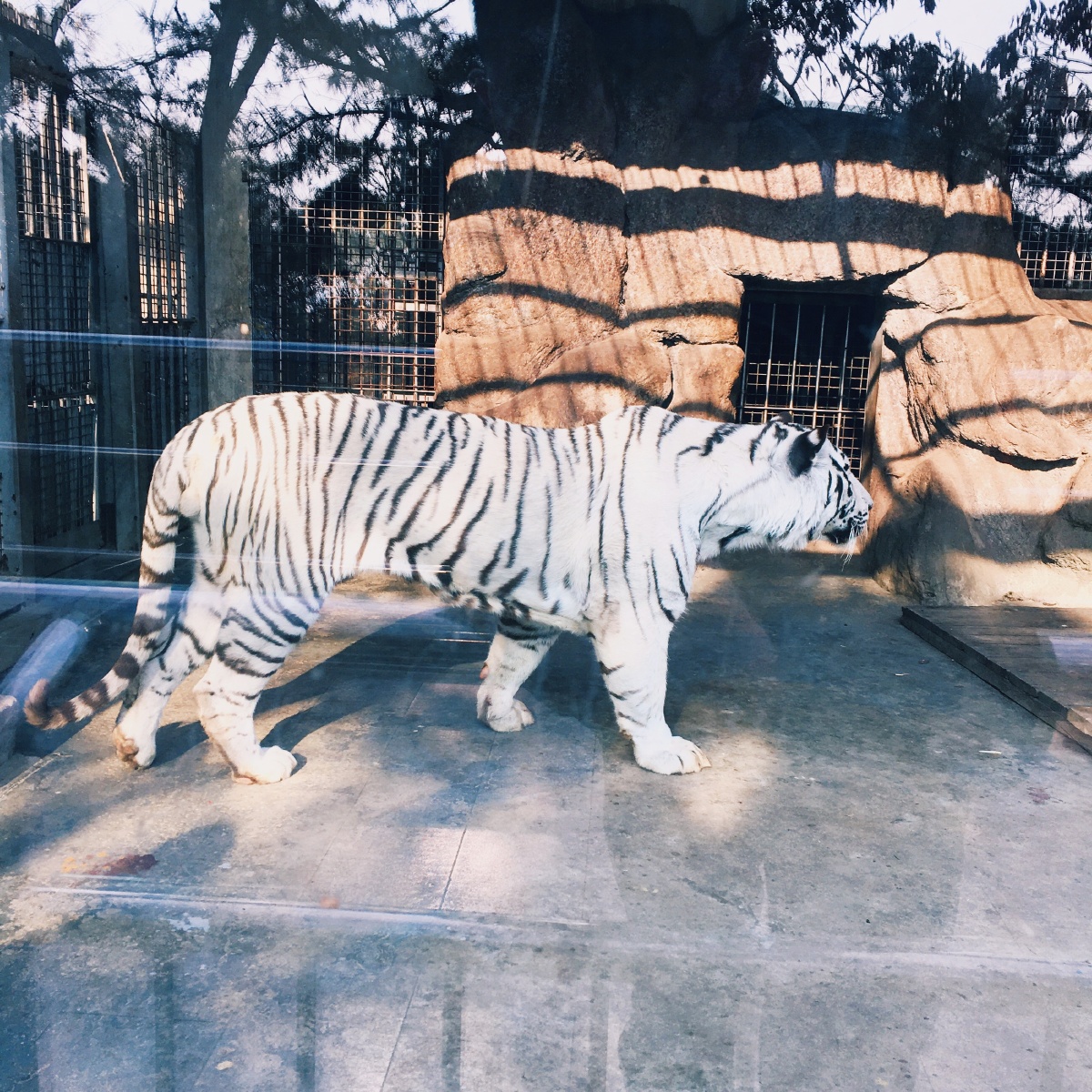 青岛中山公园动物园