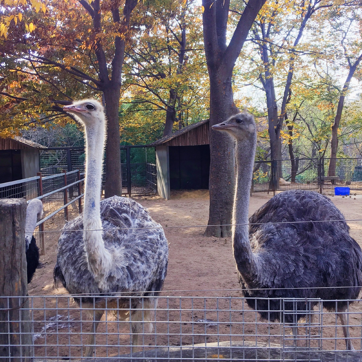 青岛中山公园动物园