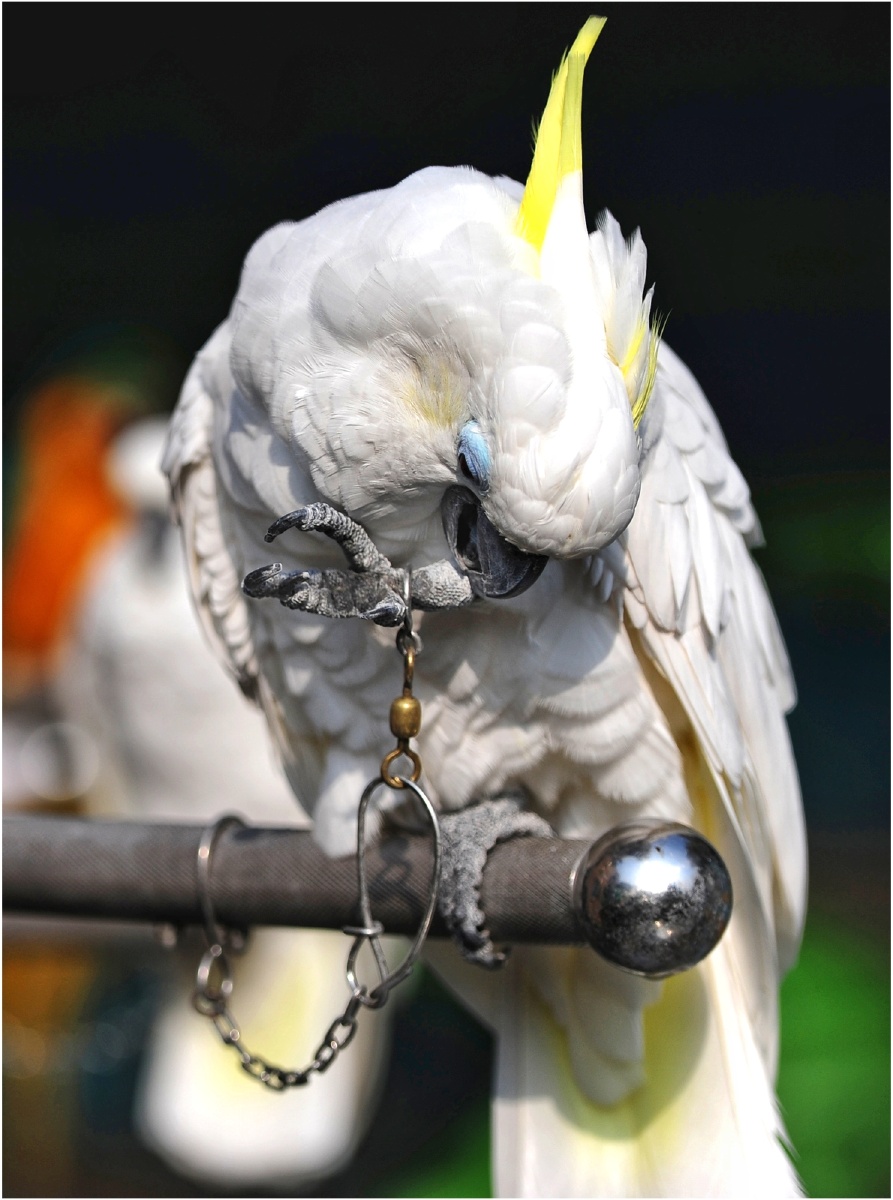 鹦鹉好像也不喜欢这样,总用嘴去啄拴链子的脚,有的鹦鹉看着年龄很大