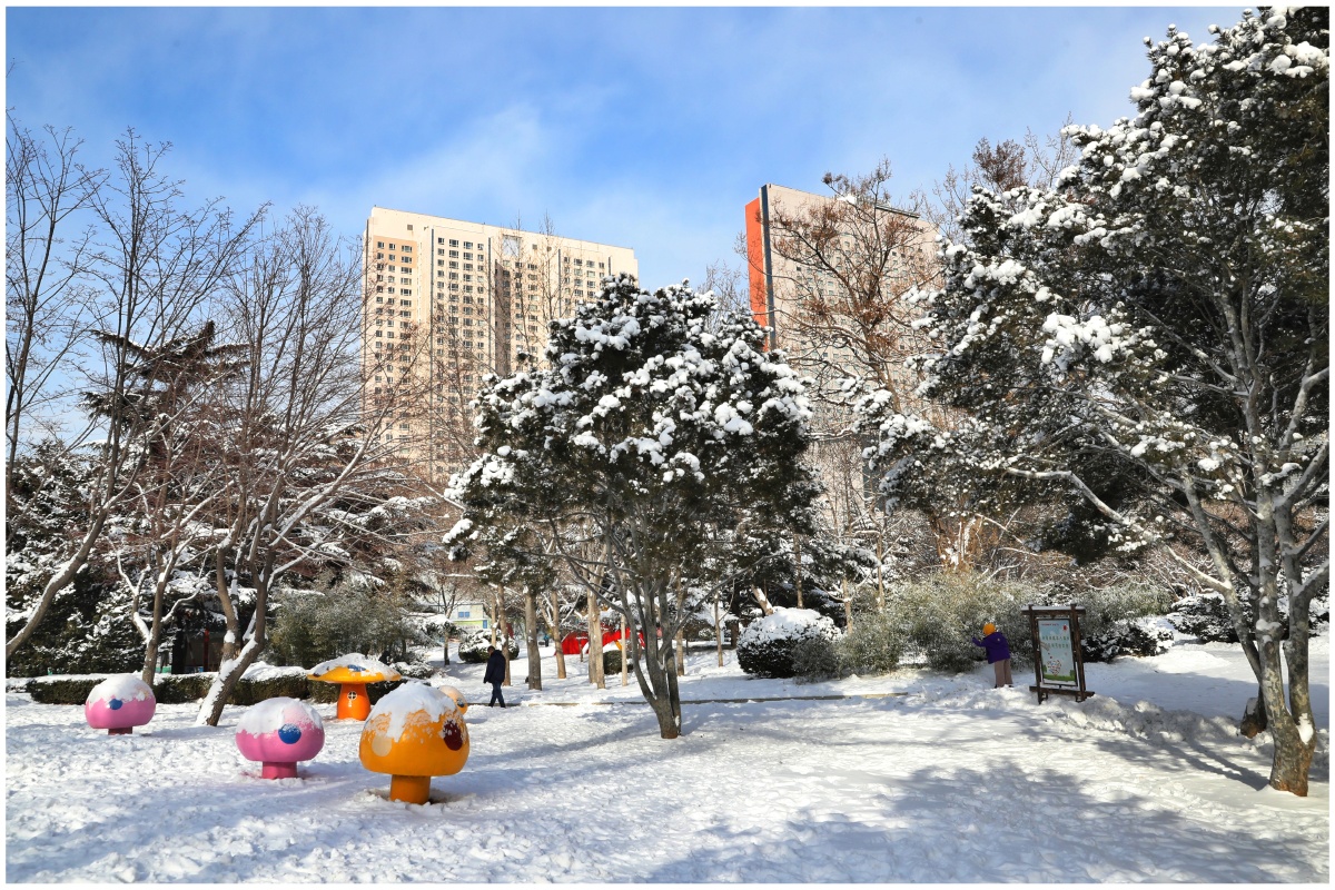 雪后的大连劳动公园几天前大连终于迎来了今冬最大的一场大雪这场大雪