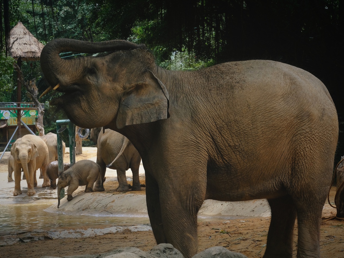 长隆动物园大象