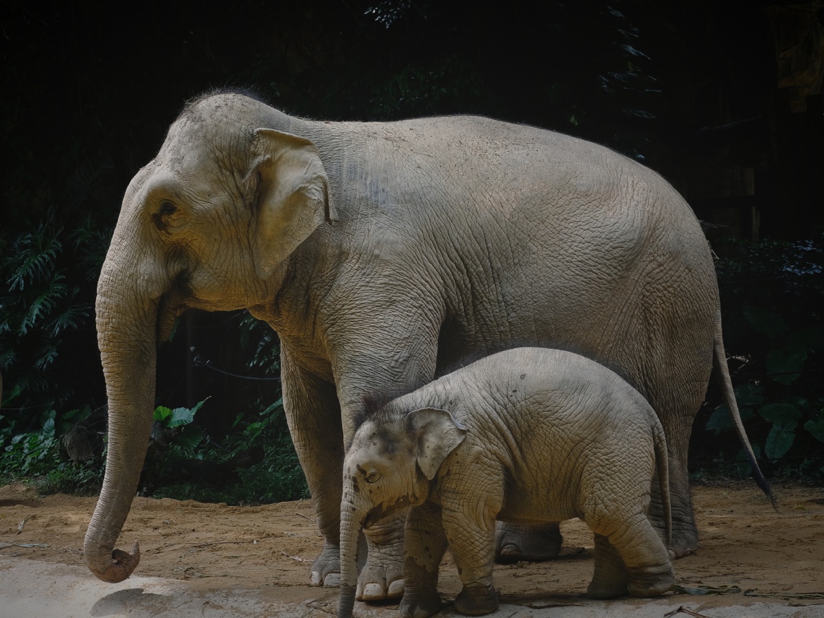 长隆动物园大象