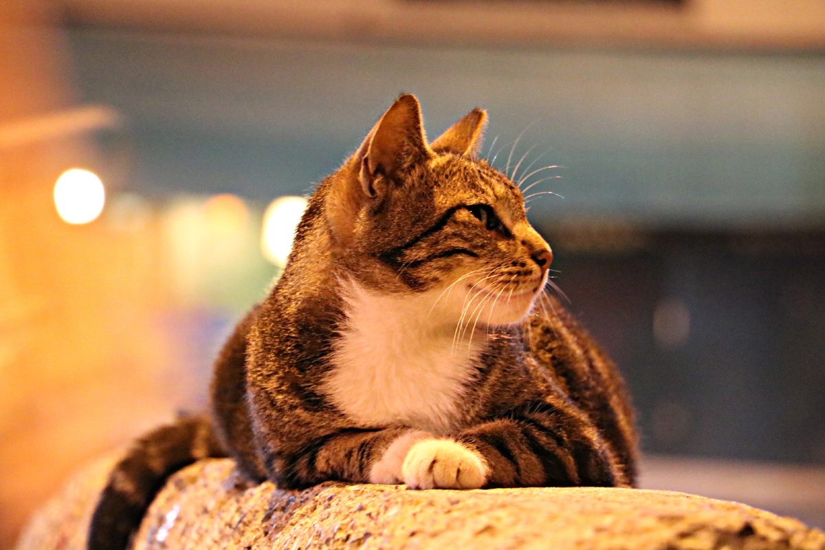 伊斯坦布尔的猫