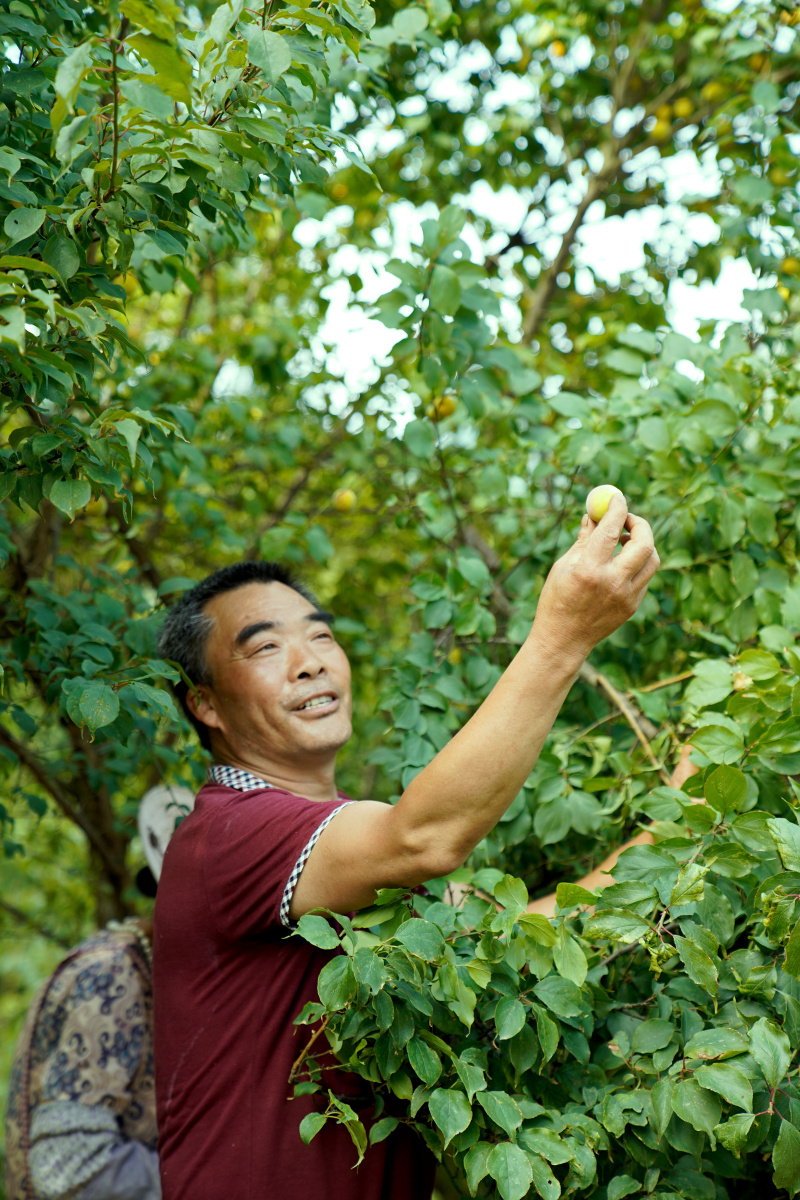 采摘青梅四川大邑的南高梅