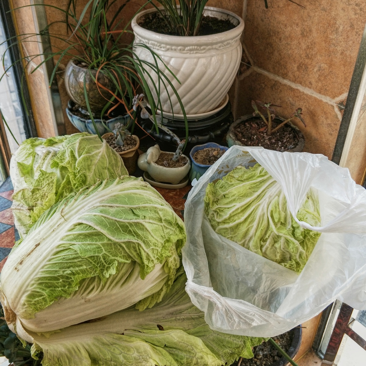 1月30日。在连续三天值班后，收到居家隔离待命的通知。回到家后盘点了一下库存，居然还有三颗大白菜。