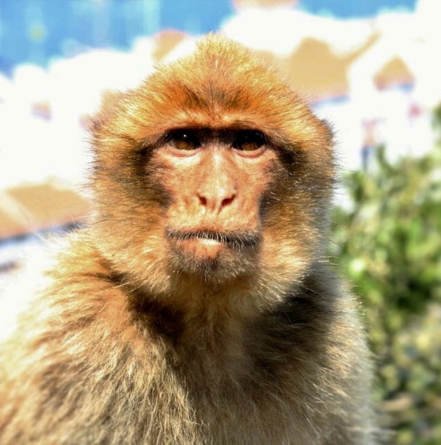 墅生野长在英国吉普岛上的野猴子