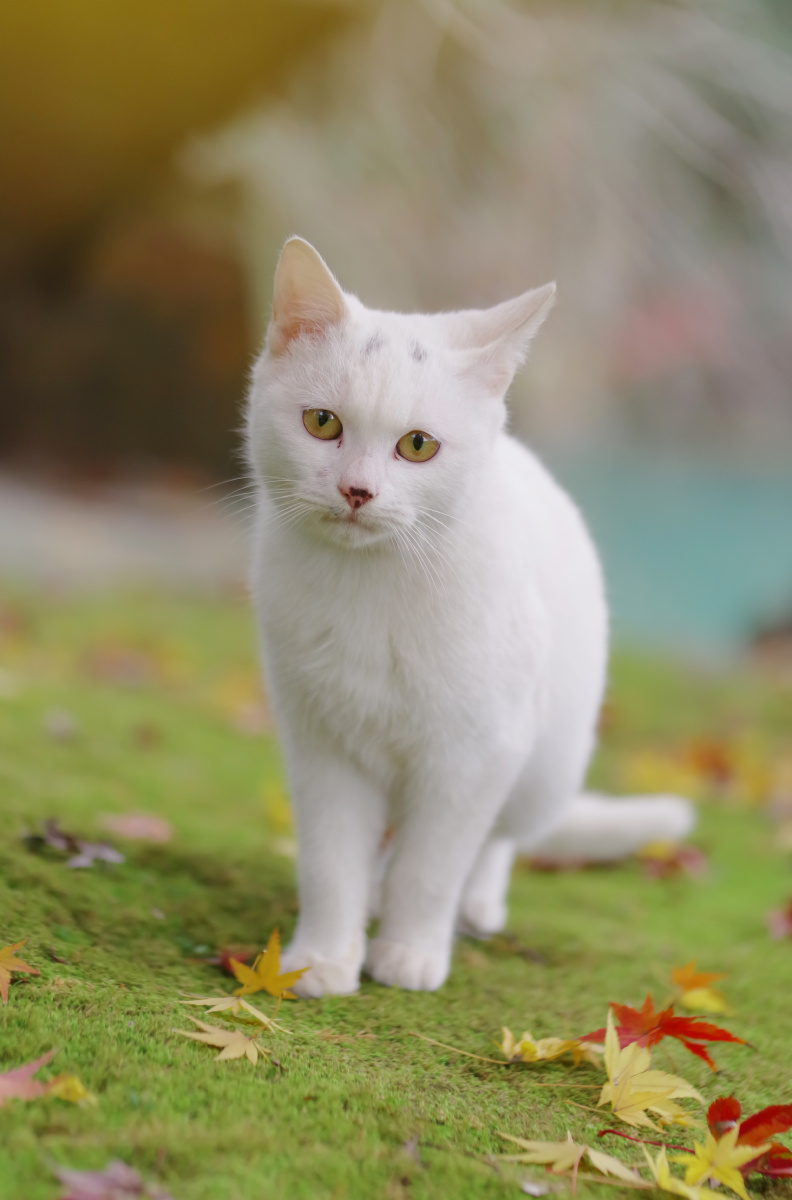 一地落叶和一只大白猫