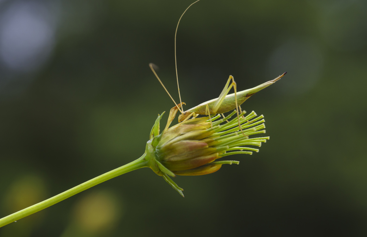 优美的触须竹蛉又名树蟋拍的那天风实在太大我必须一只手扶着花茎不让