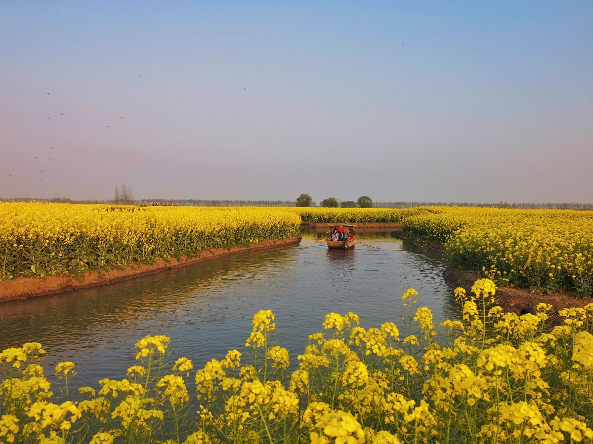 春色无边兴化千垛油菜花景区