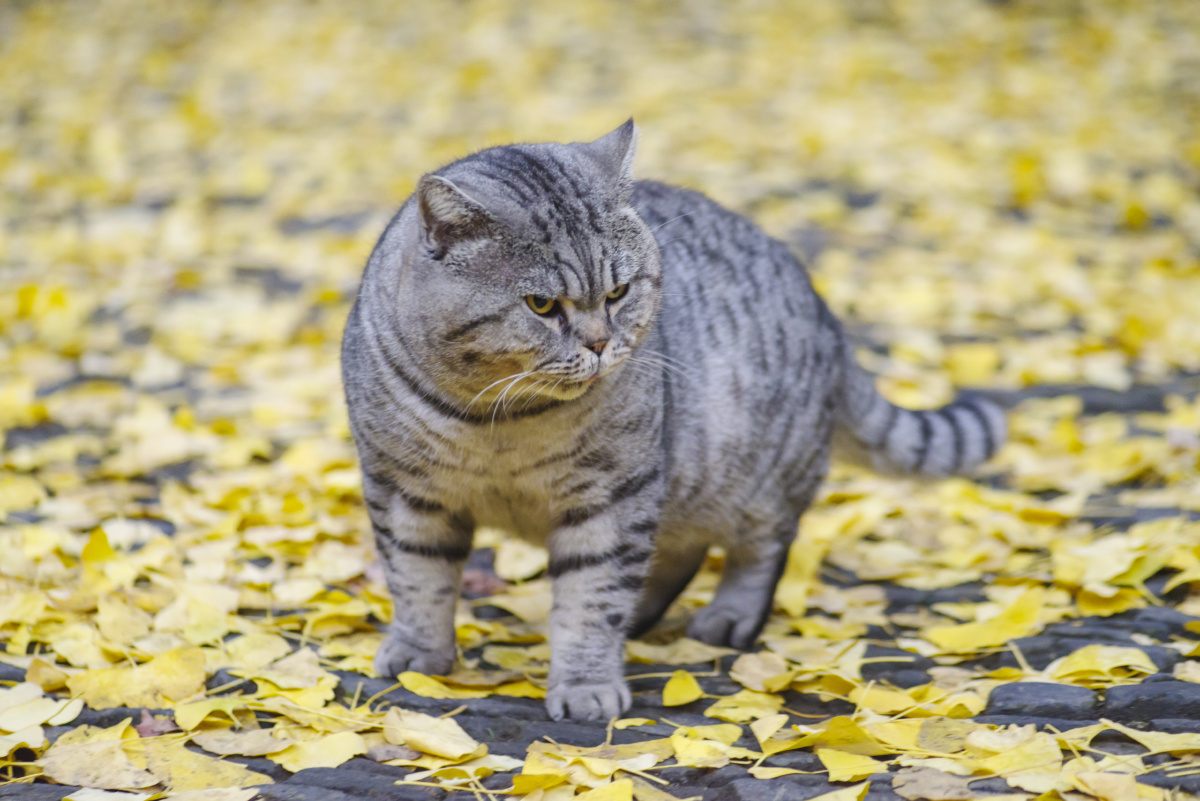 大师兄的秋天惠山寺的名猫大师兄