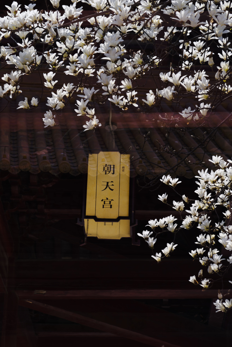 霓裳片片晚妆新束素亭亭玉殿春朝天宫玉兰花开