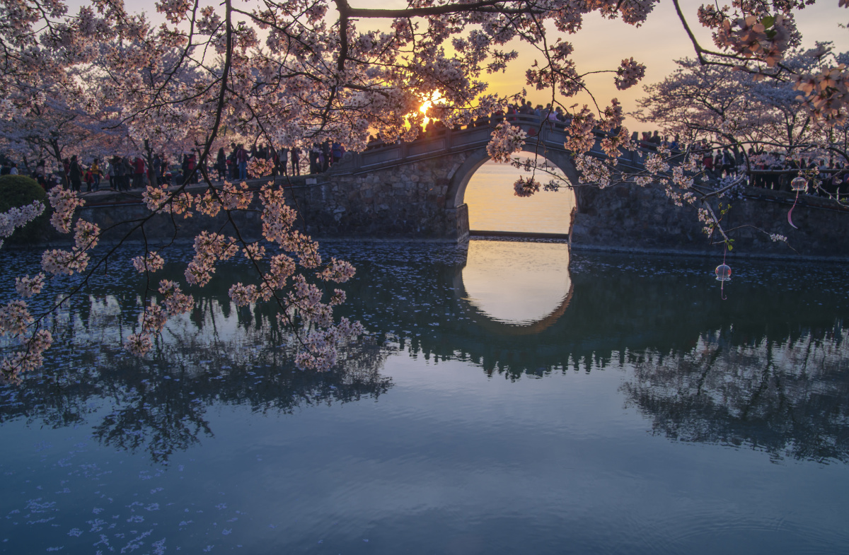 樱花季的长春桥