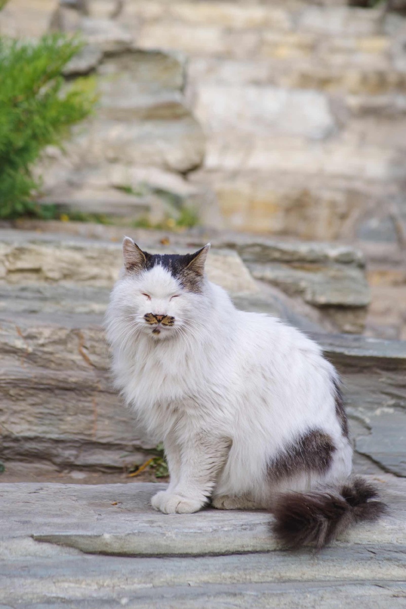 忧郁脸北海公园的猫