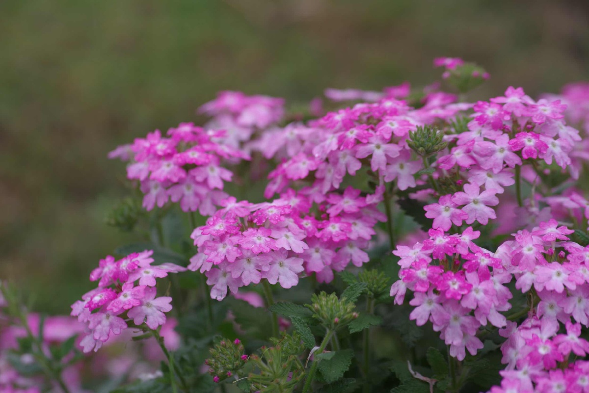 春天的万紫千红