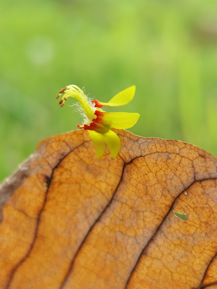 秋天的第一波落花