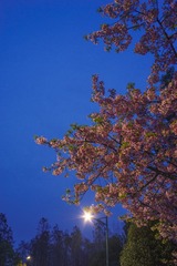 IMGP0550-1
