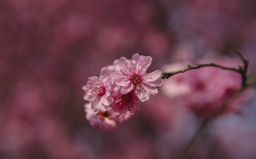IMGP2568-1