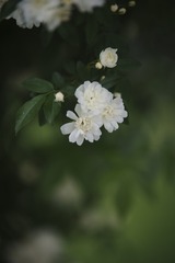 564520