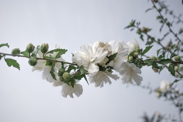 IMGP8215-2