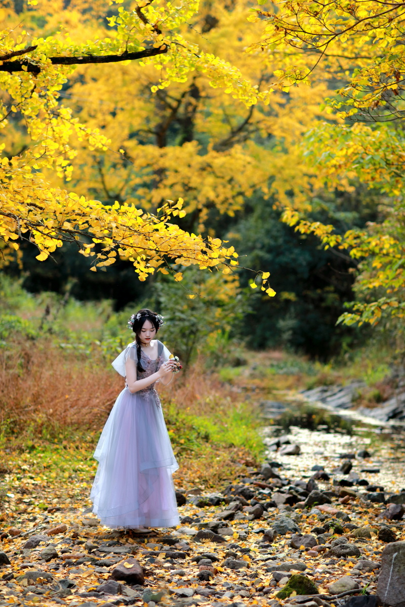 银杏叶黄出镜佳佳摄影磊落拍摄于宁波海曙区横街毛家岙银杏林感谢您的