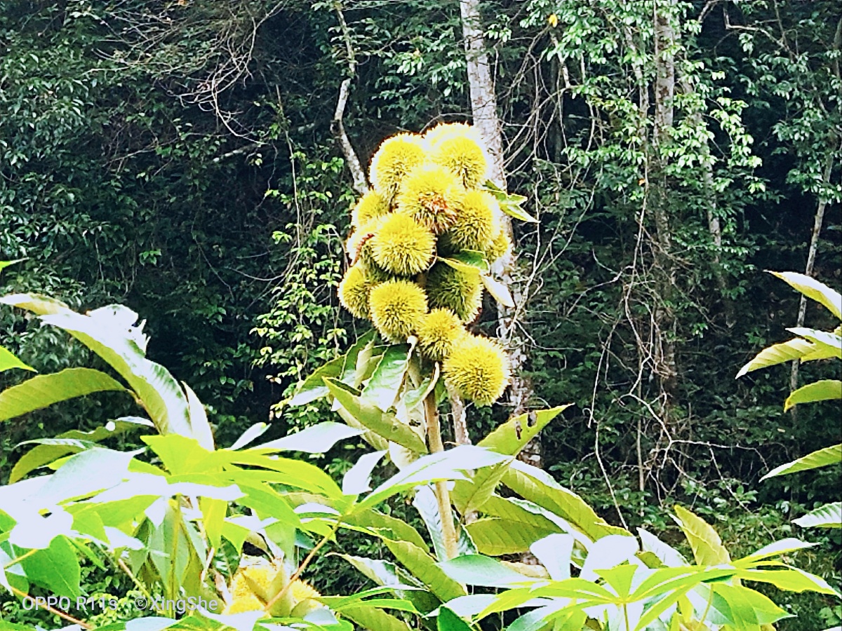 西阳筀竹村掠影