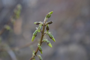 DSC_0875_557