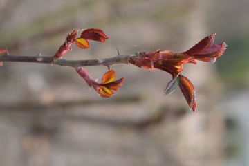 DSC_0823_505