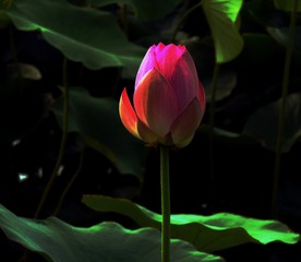 P1130091__