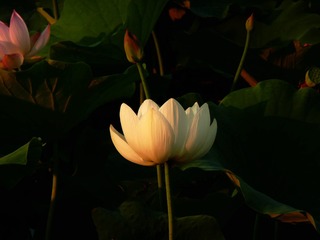 P1130112__