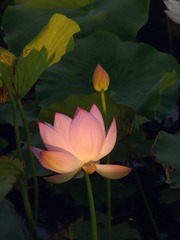 P1130116_1