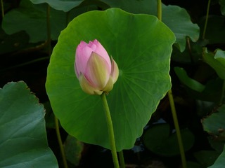 P1130125