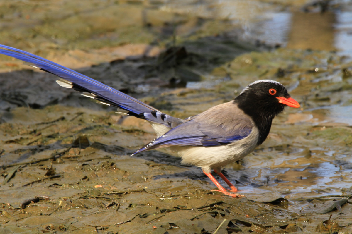 红嘴长尾蓝鹊 - 太行山人摄影 - 图虫