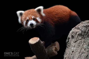 DSC_5452_Onescat