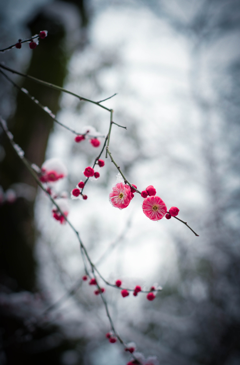 傲雪寒梅