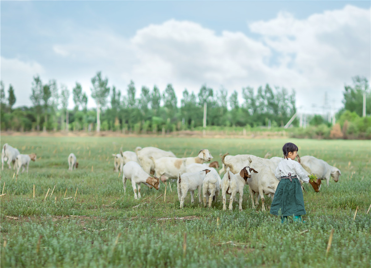 喂羊的小姑娘