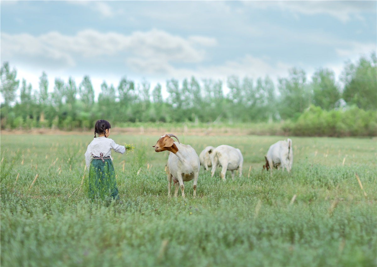 喂羊的小姑娘
