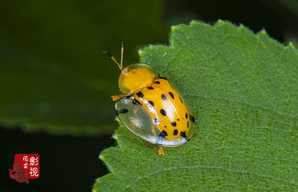 大黑星龟金花虫