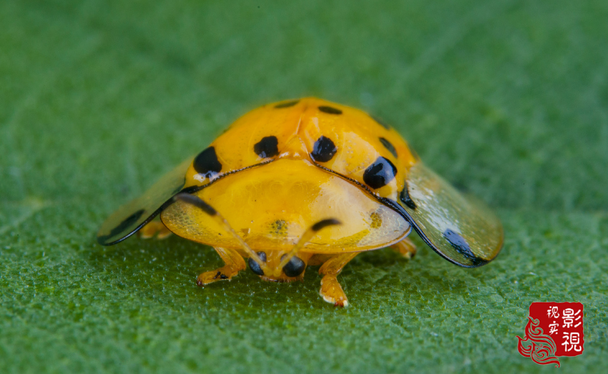大黑星龟金花虫