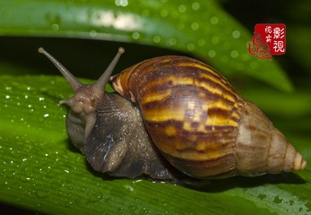 w00018