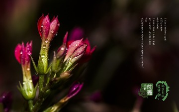 小花