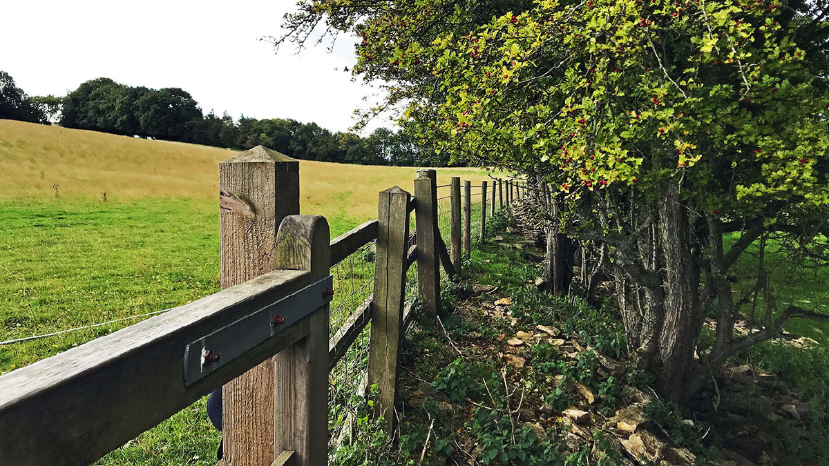 英国的乡村小路,总是带点宁静与安逸.