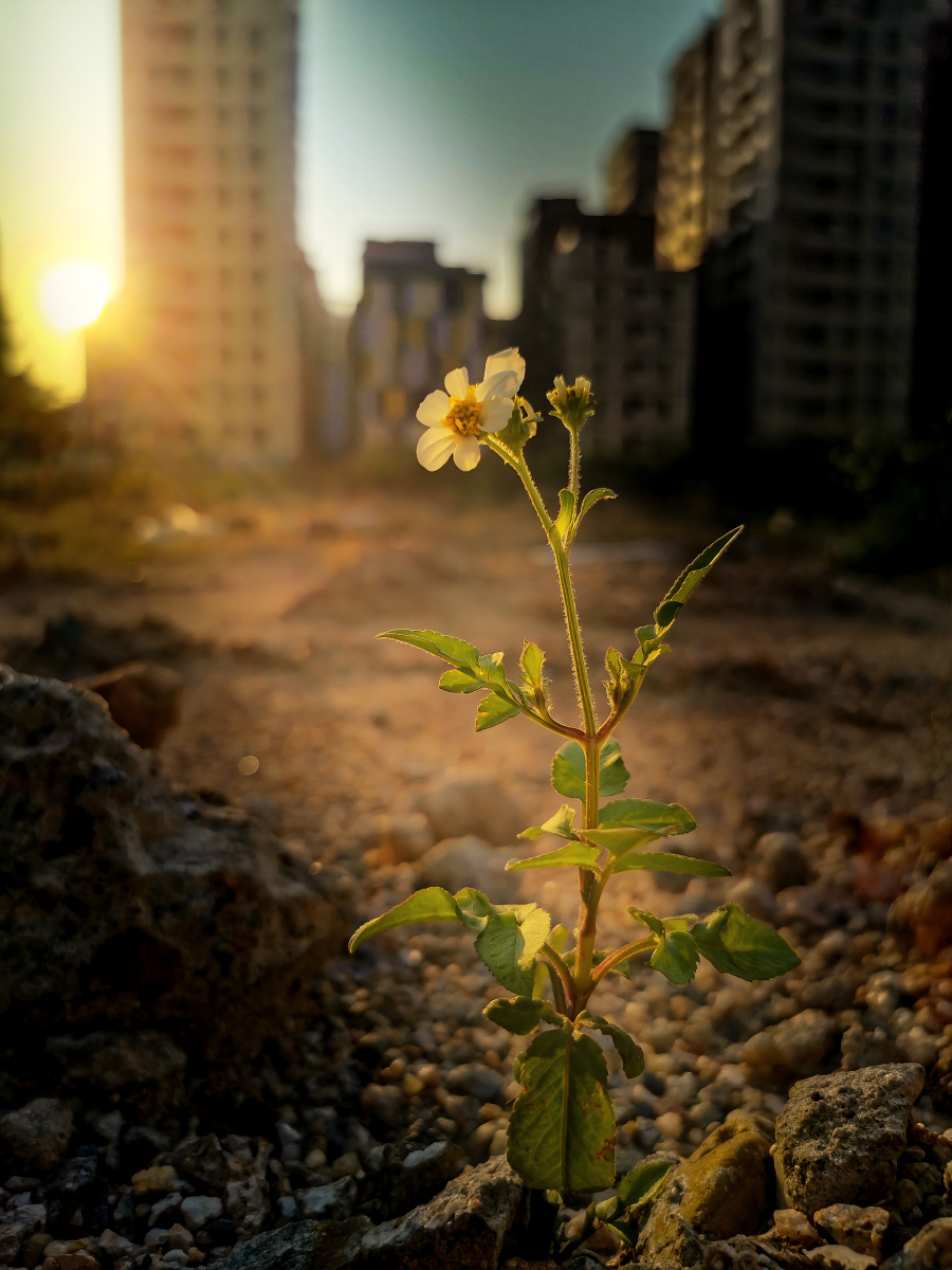 野花——孤独,倔强的在钢铁丛林中生长,心向阳光,顽强的开花结果.