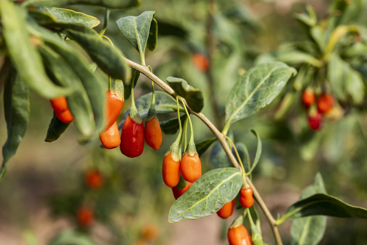 枸杞图片壁纸,枸杞图片植物图片_大山谷图库