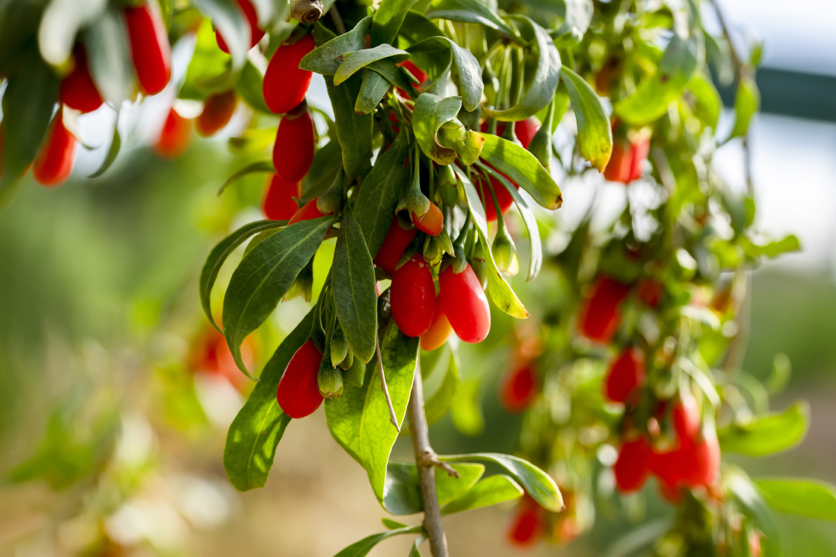 宁夏中宁红枸杞拍摄
